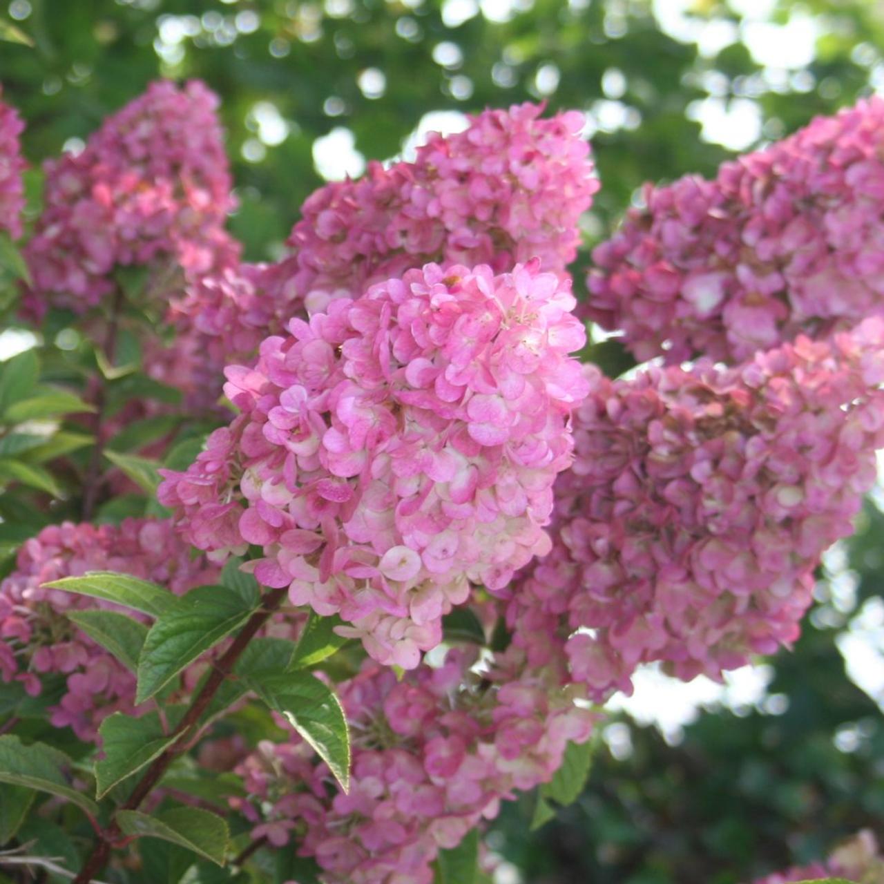 Hydrangea paniculata 'Sundae Fraise' plant