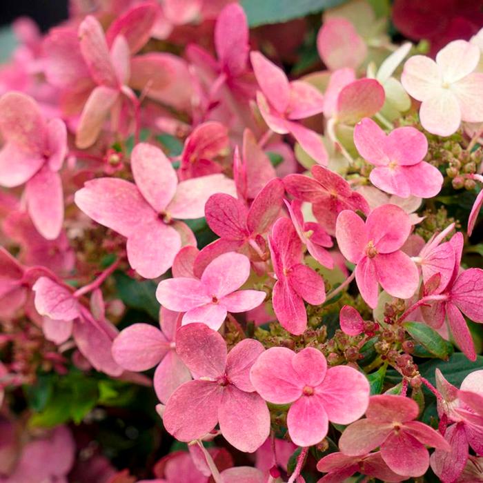 Hydrangea paniculata 'Switch Ophelia' plant