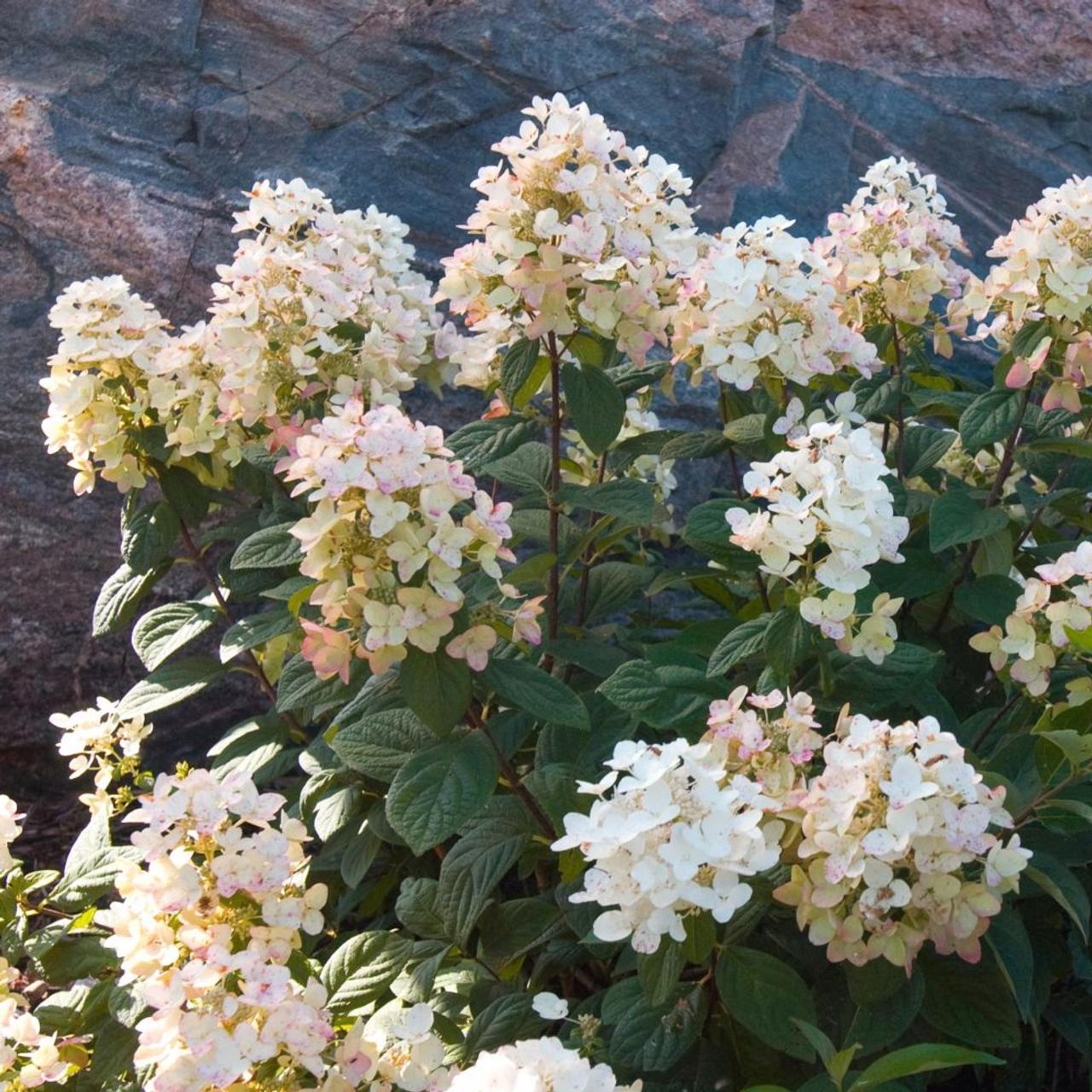 Hydrangea paniculata 'Tickled Pink' plant