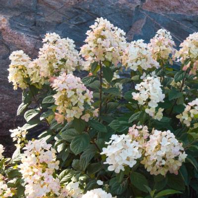 hydrangea-paniculata-tickled-pink