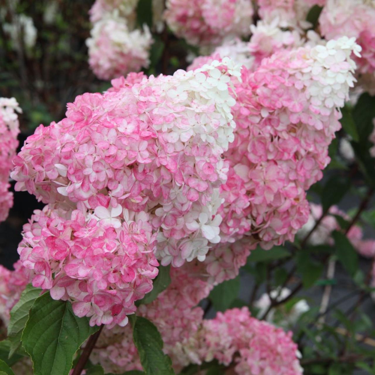 Hydrangea paniculata 'Vanille Fraise' plant