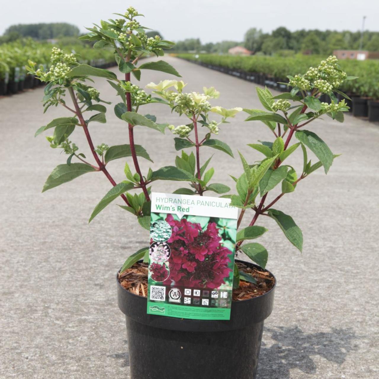 Hydrangea paniculata 'Wim's Red' plant