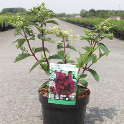 hydrangea-paniculata-wims-red