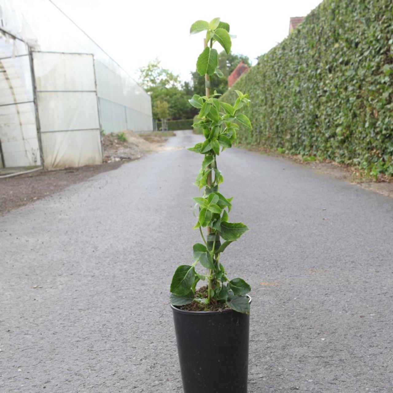 Hydrangea anomala subsp. petiolaris plant