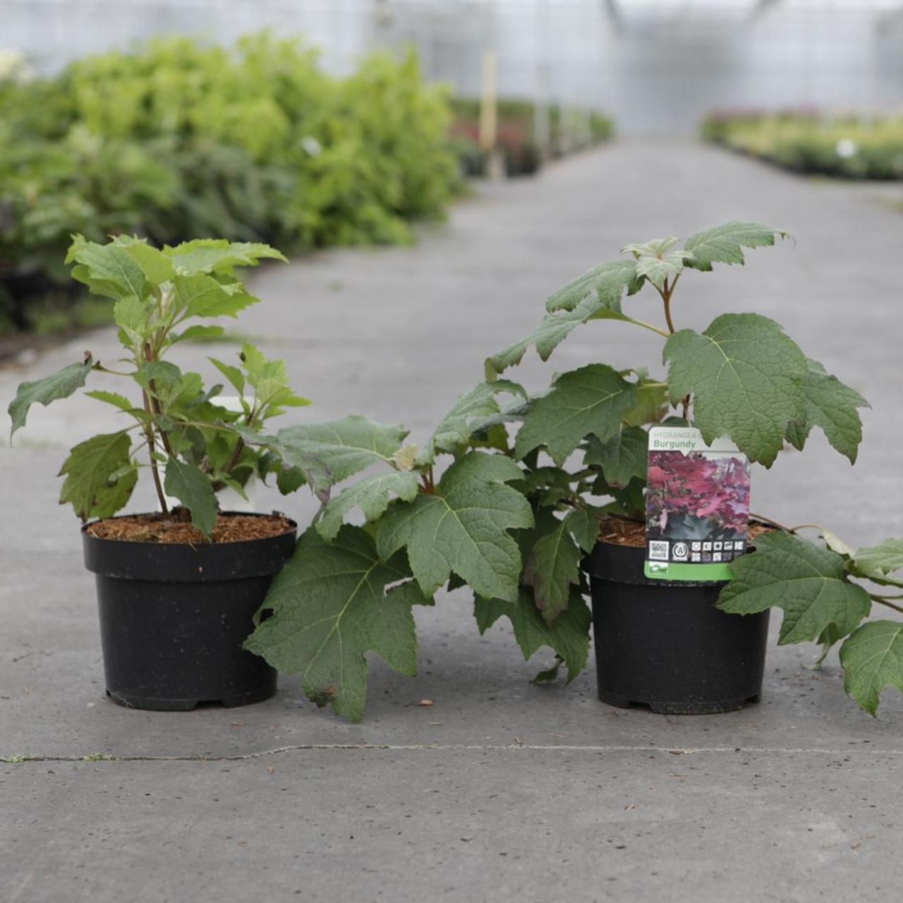 Hydrangea quercifolia 'Burgundy' plant