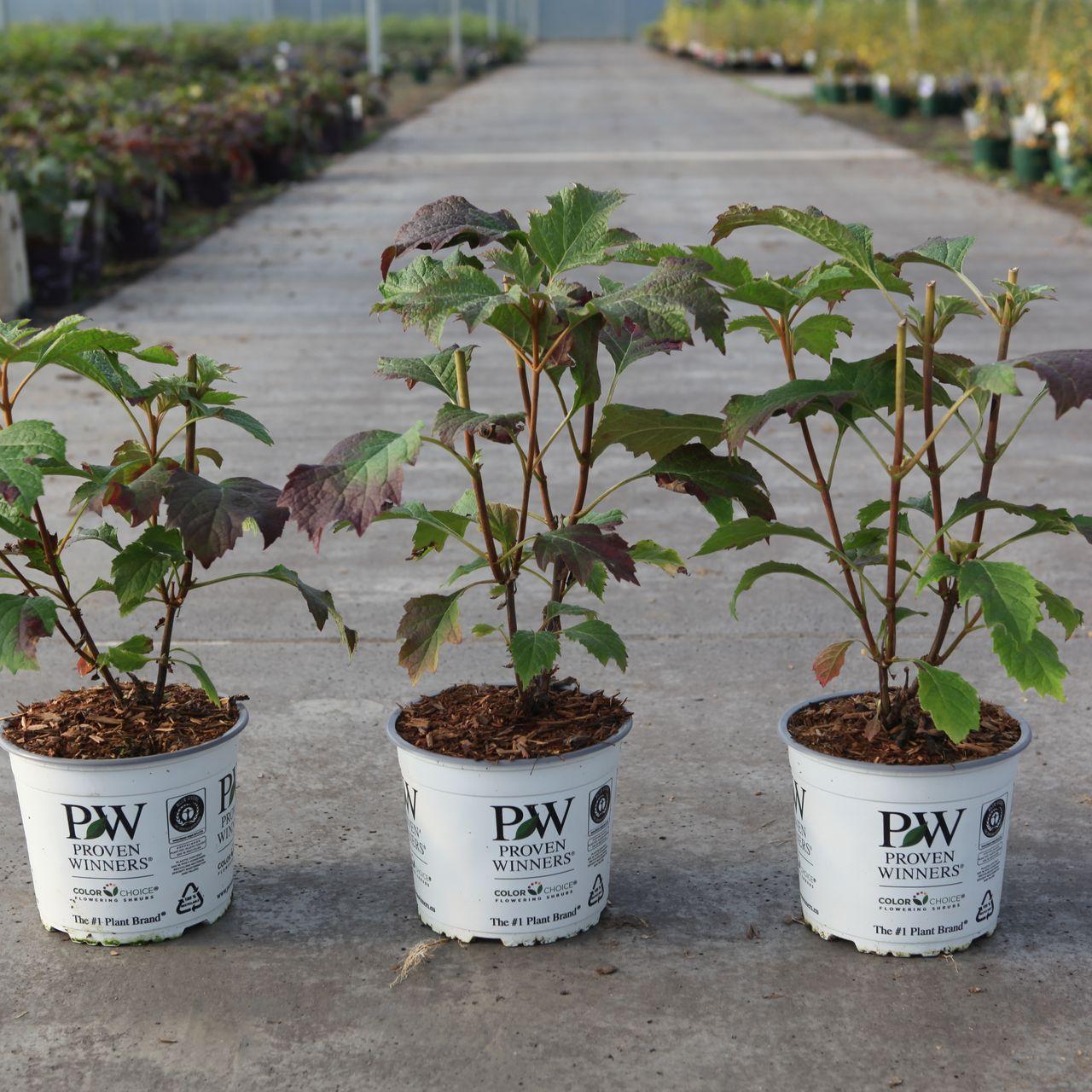 Hydrangea quercifolia GATSBY GIRL plant