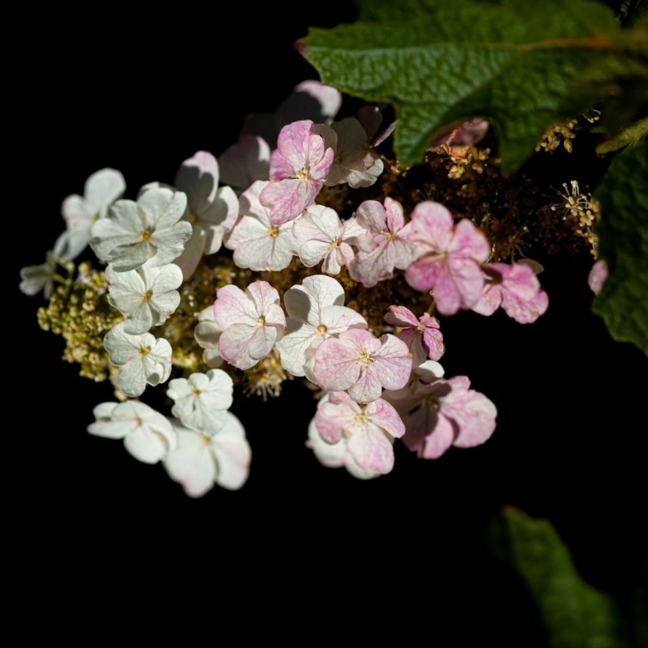 Hydrangea quercifolia GATSBY MOON plant