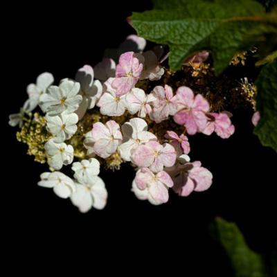 hydrangea-quercifolia-gatsby-moon