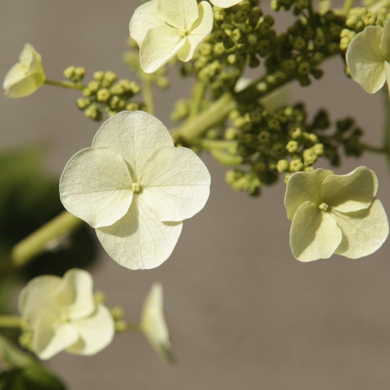 Hydrangea quercifolia GATSBY STAR plant