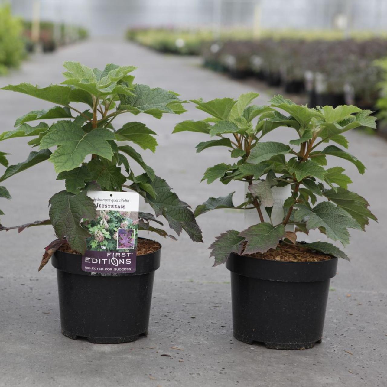 Hydrangea quercifolia 'Jetstream' plant