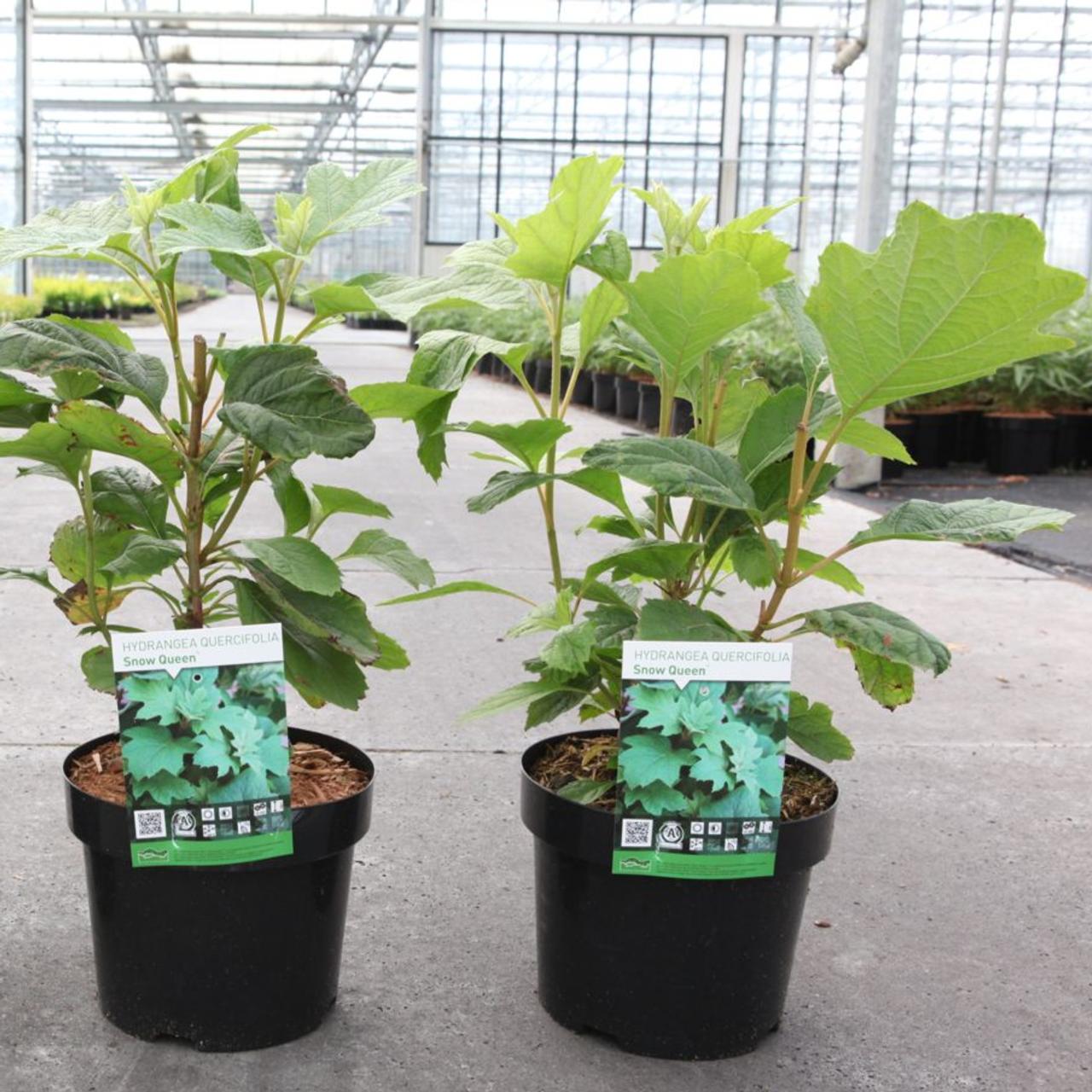 Hydrangea quercifolia 'Snow Queen' plant