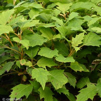 hydrangea-quercifolia-tara