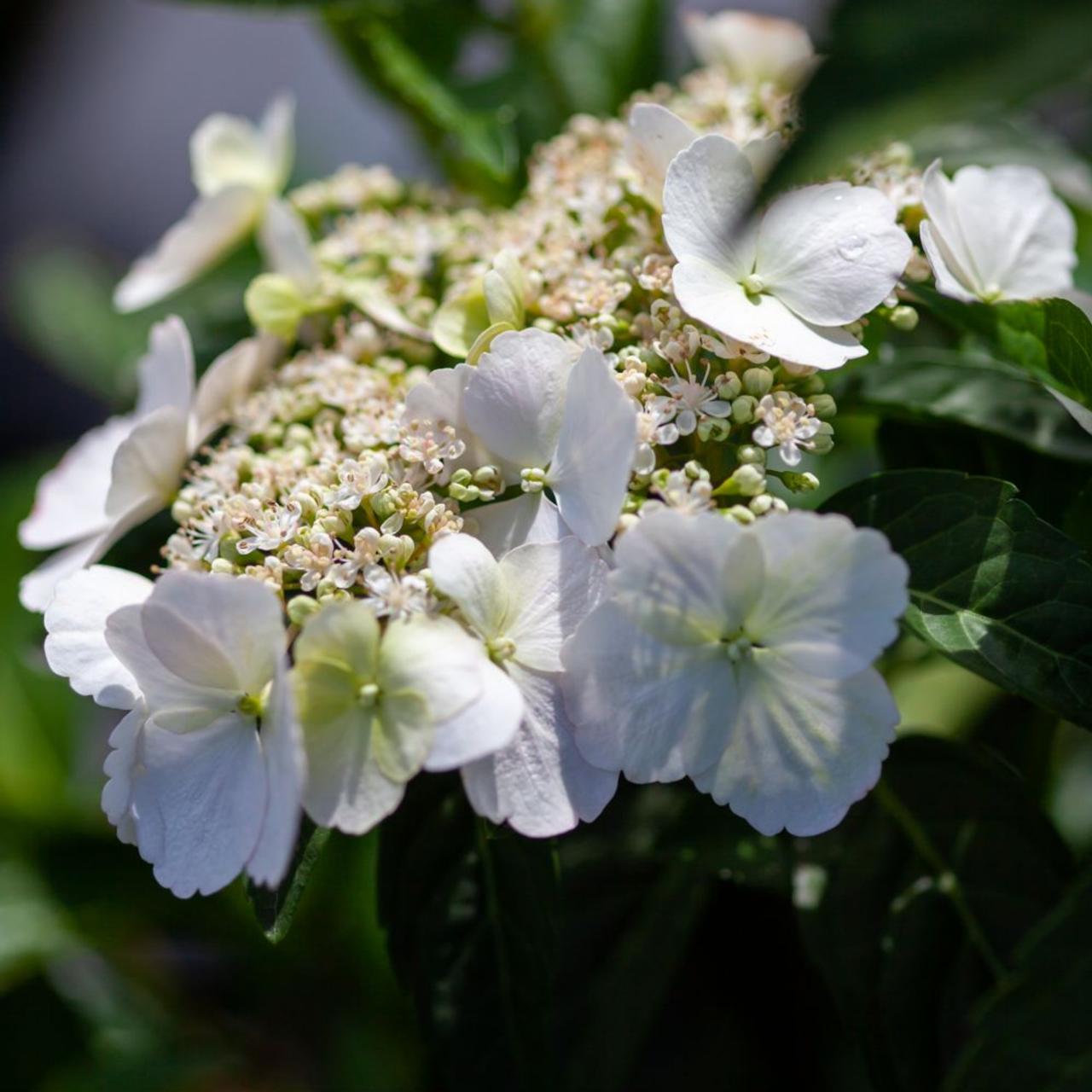 Hydrangea 'Runaway Bride' plant