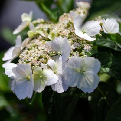 hydrangea-runaway-bride