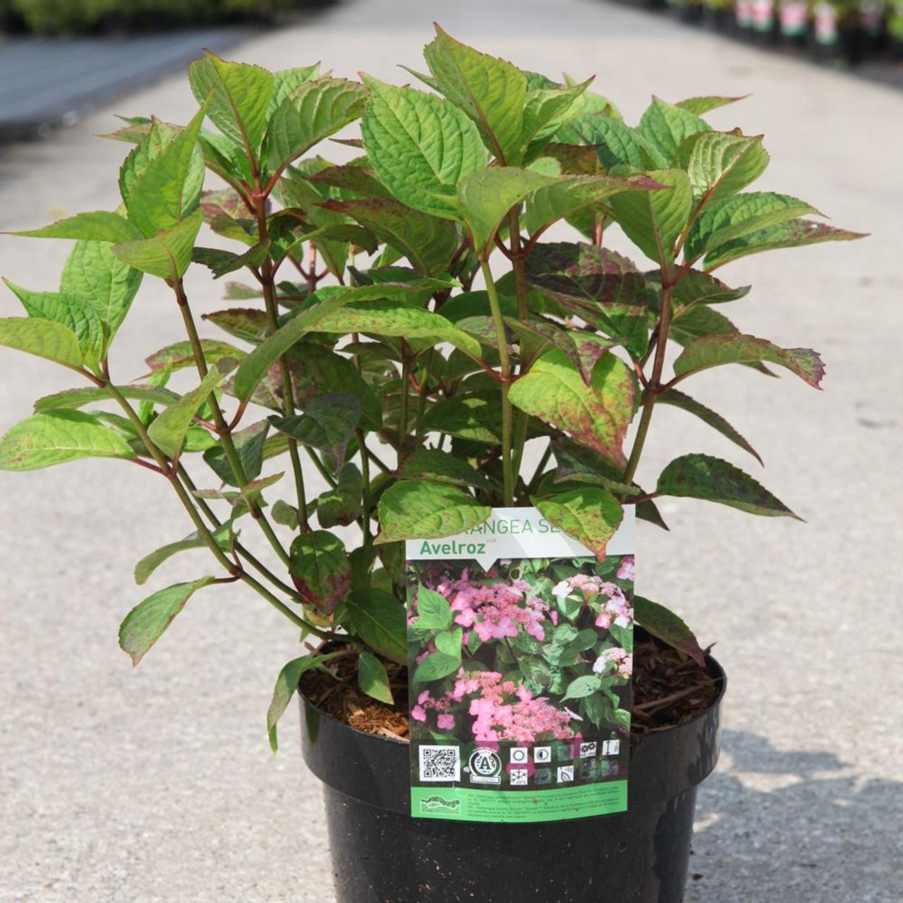 Hydrangea serrata 'Avelroz' plant