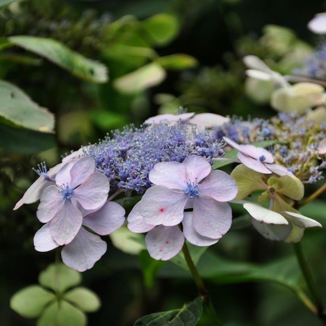 Hydrangea serrata 'Bluebird' plant