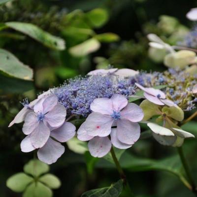 hydrangea-serrata-bluebird