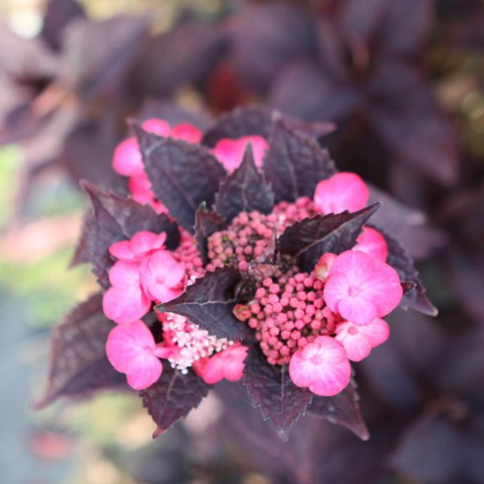 Hydrangea serrata DAREDEVIL  plant