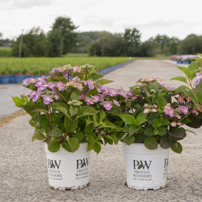 Hydrangea serrata FLAIR & FLAVOURS BLUEBERRY CHEESECAKE plant