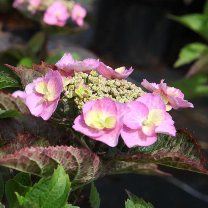 Hydrangea serrata FLAIR & FLAVOURS BLUEBERRY CHEESECAKE plant