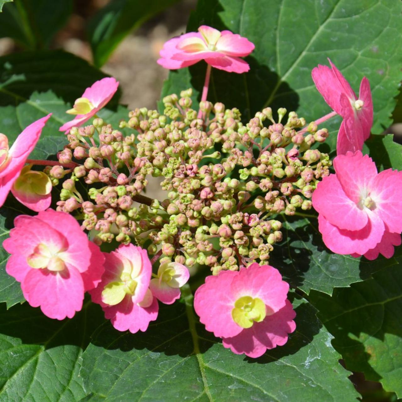 Hydrangea serrata FLAIR & FLAVOURS COTTON CANDY plant