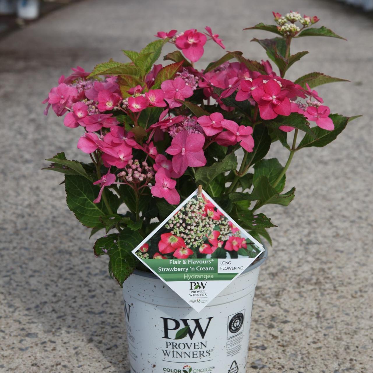 Hydrangea serrata FLAIR & FLAVOURS STRAWBERRY CREAM plant