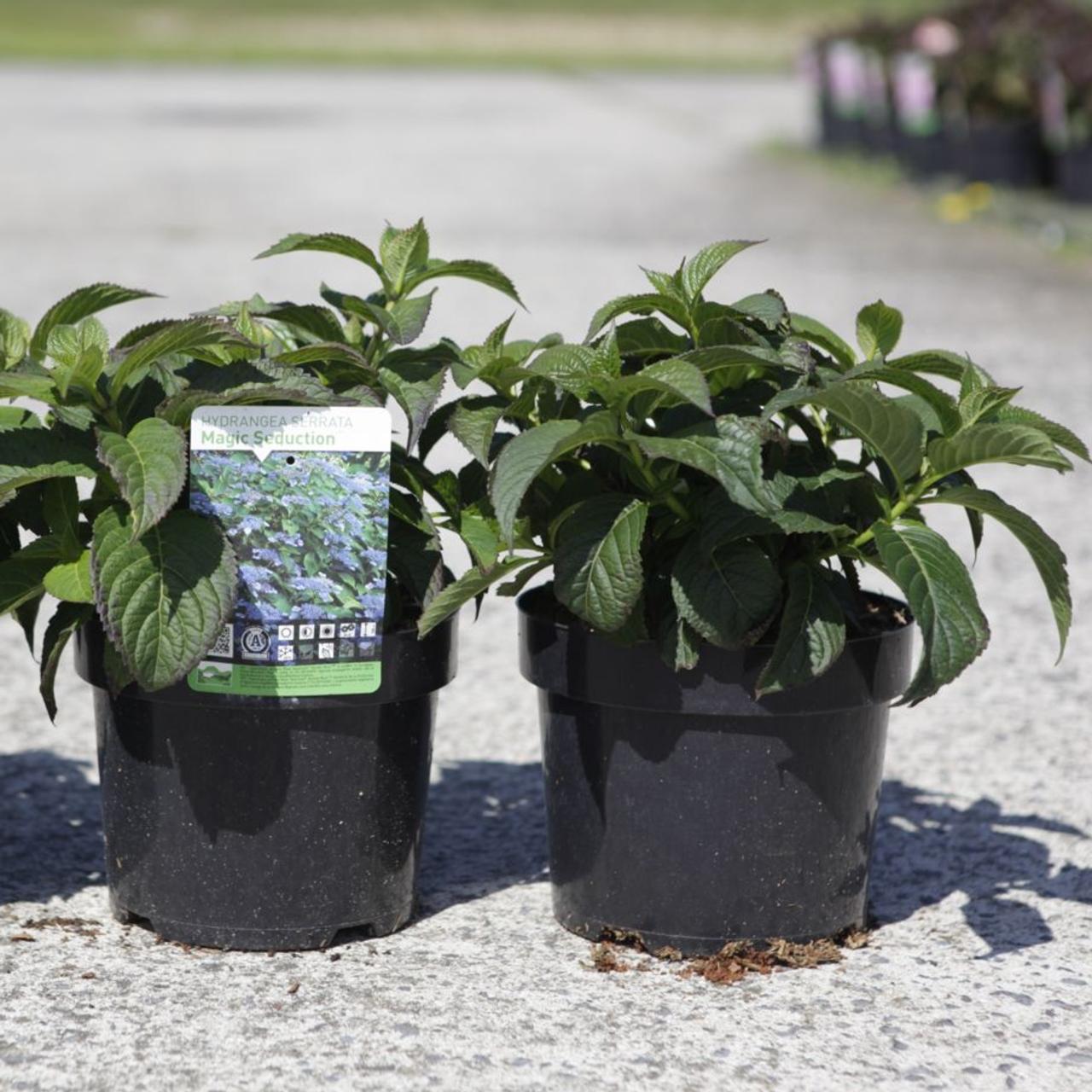 Hydrangea serrata 'Magic Seduction' plant