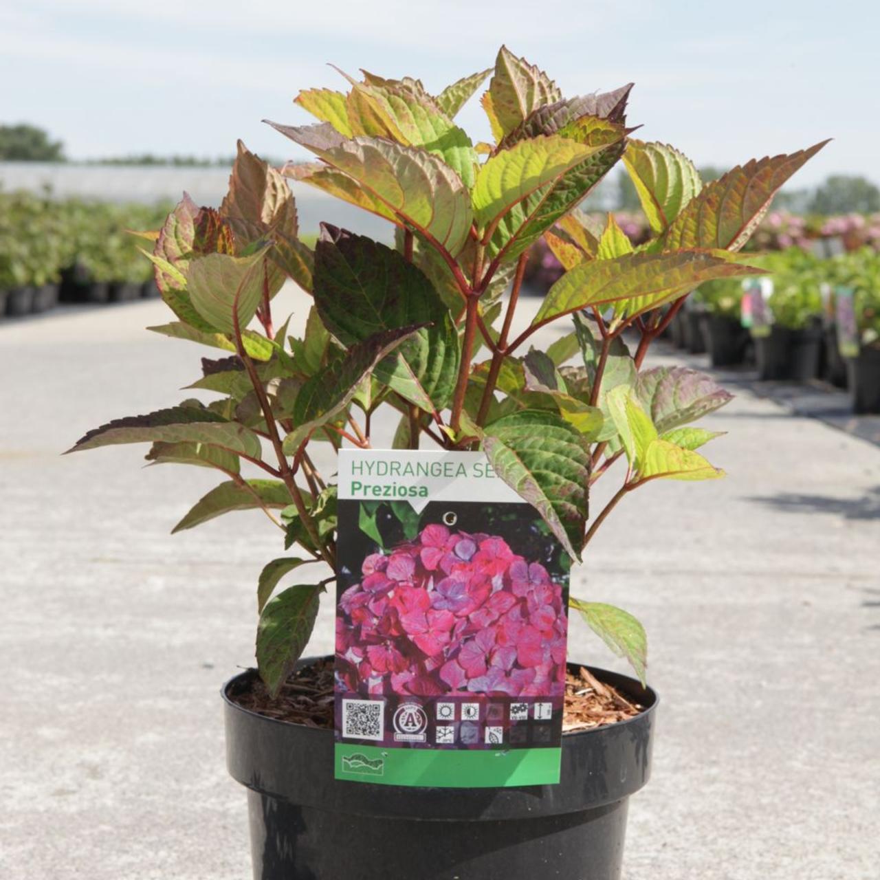 Hydrangea serrata 'Preziosa' plant