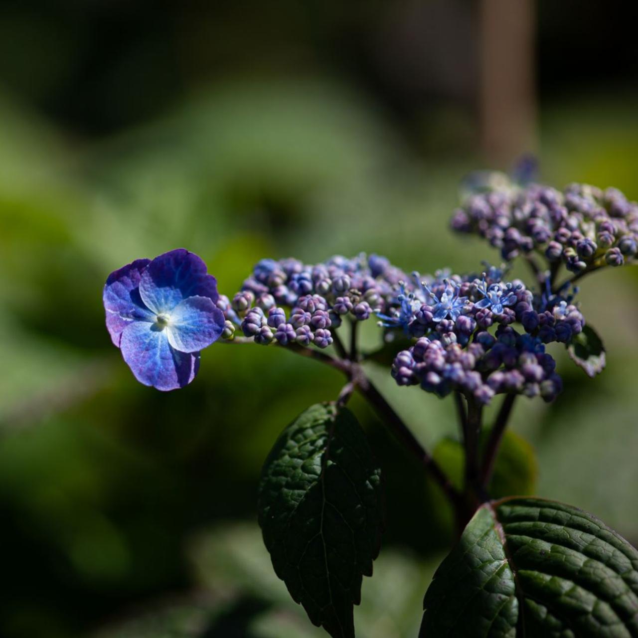 Hydrangea serrata 'Veerle' plant