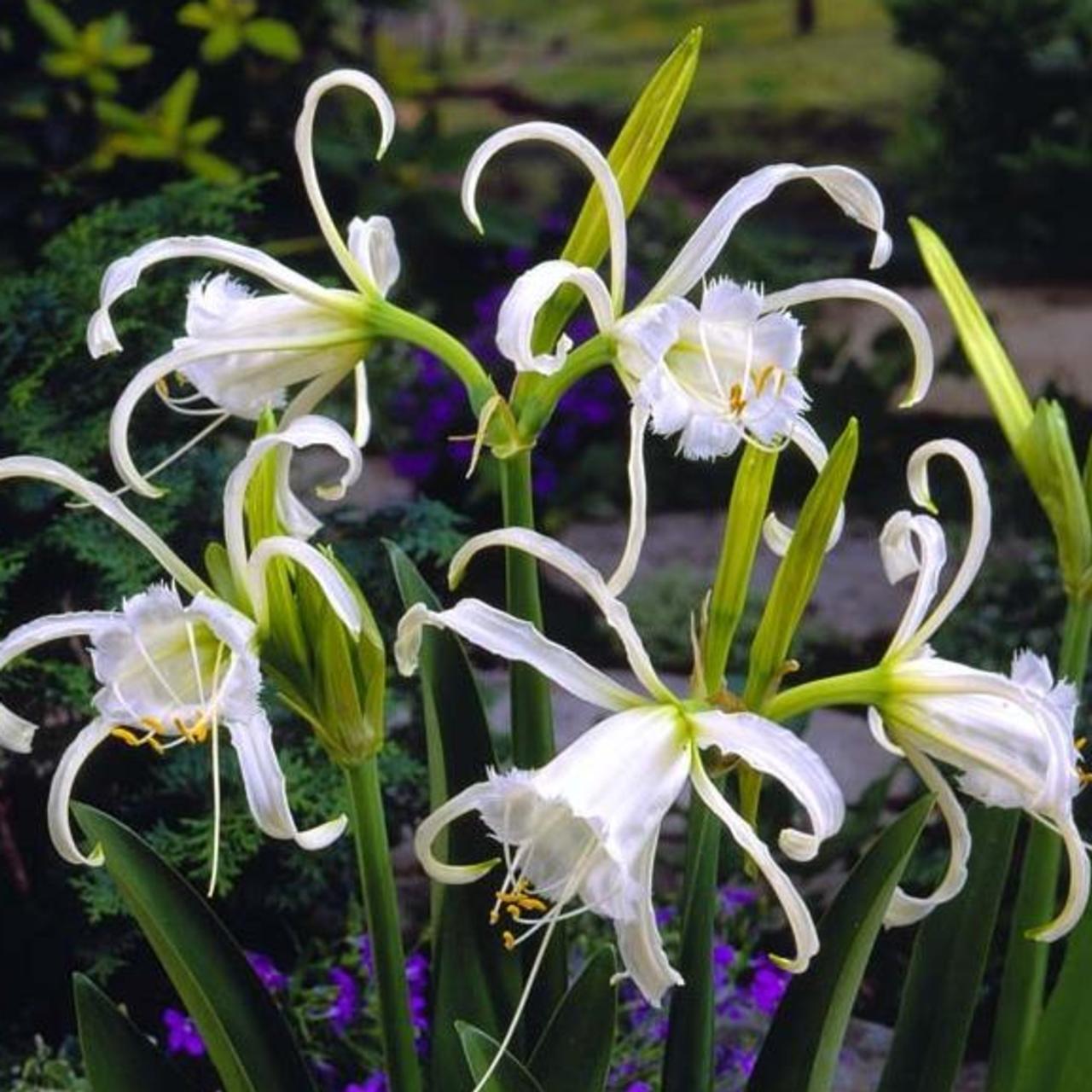 Hymenocallis festalis 'Zwanenburg' plant