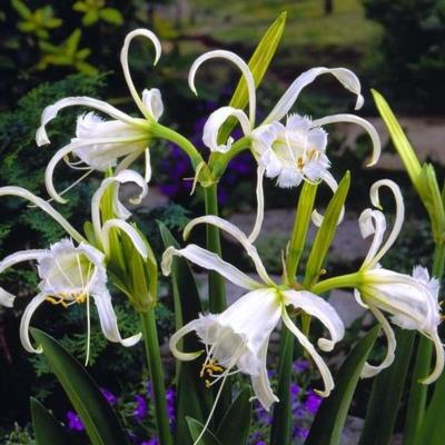 hymenocallis-festalis-zwanenburg