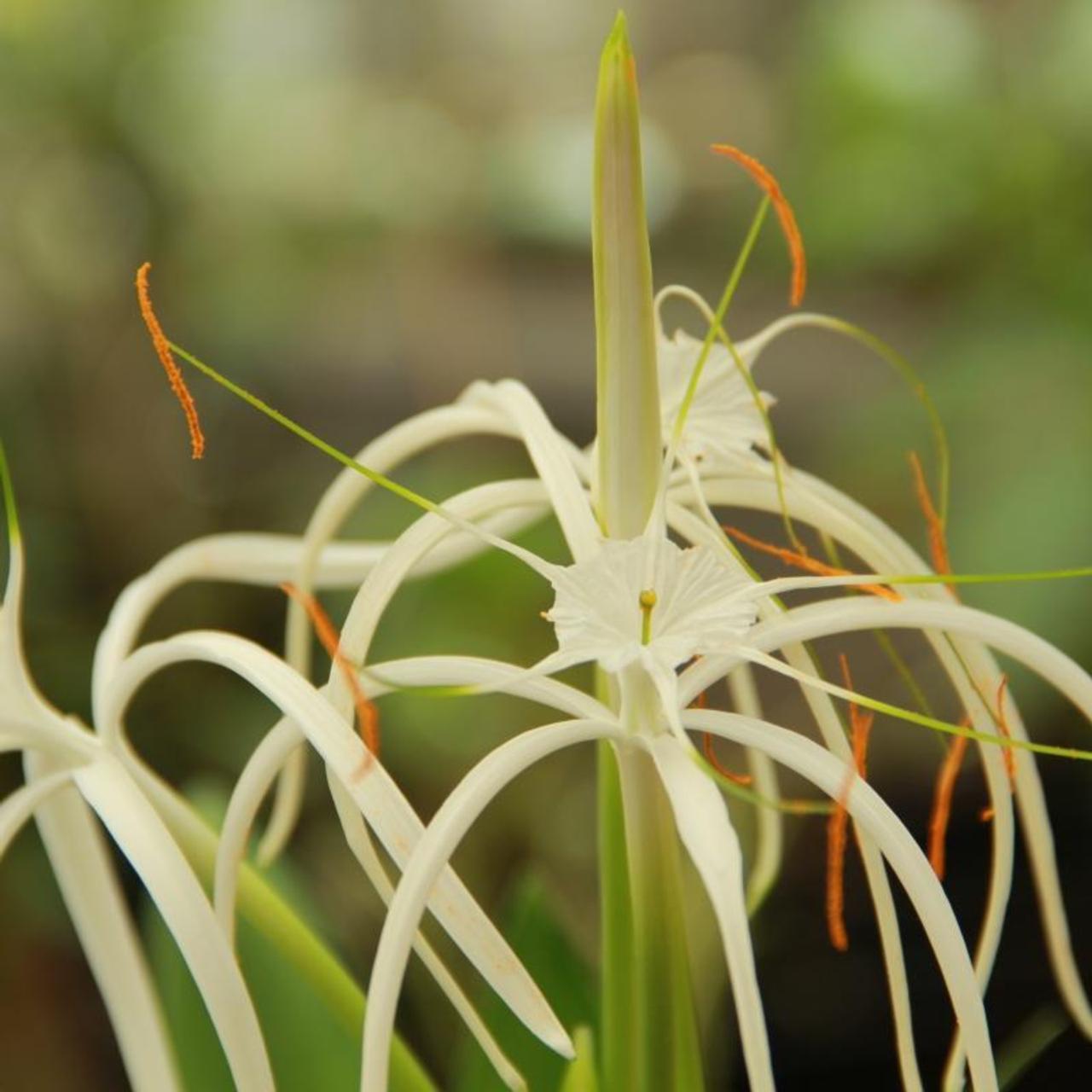Hymenocallis harrisiana plant