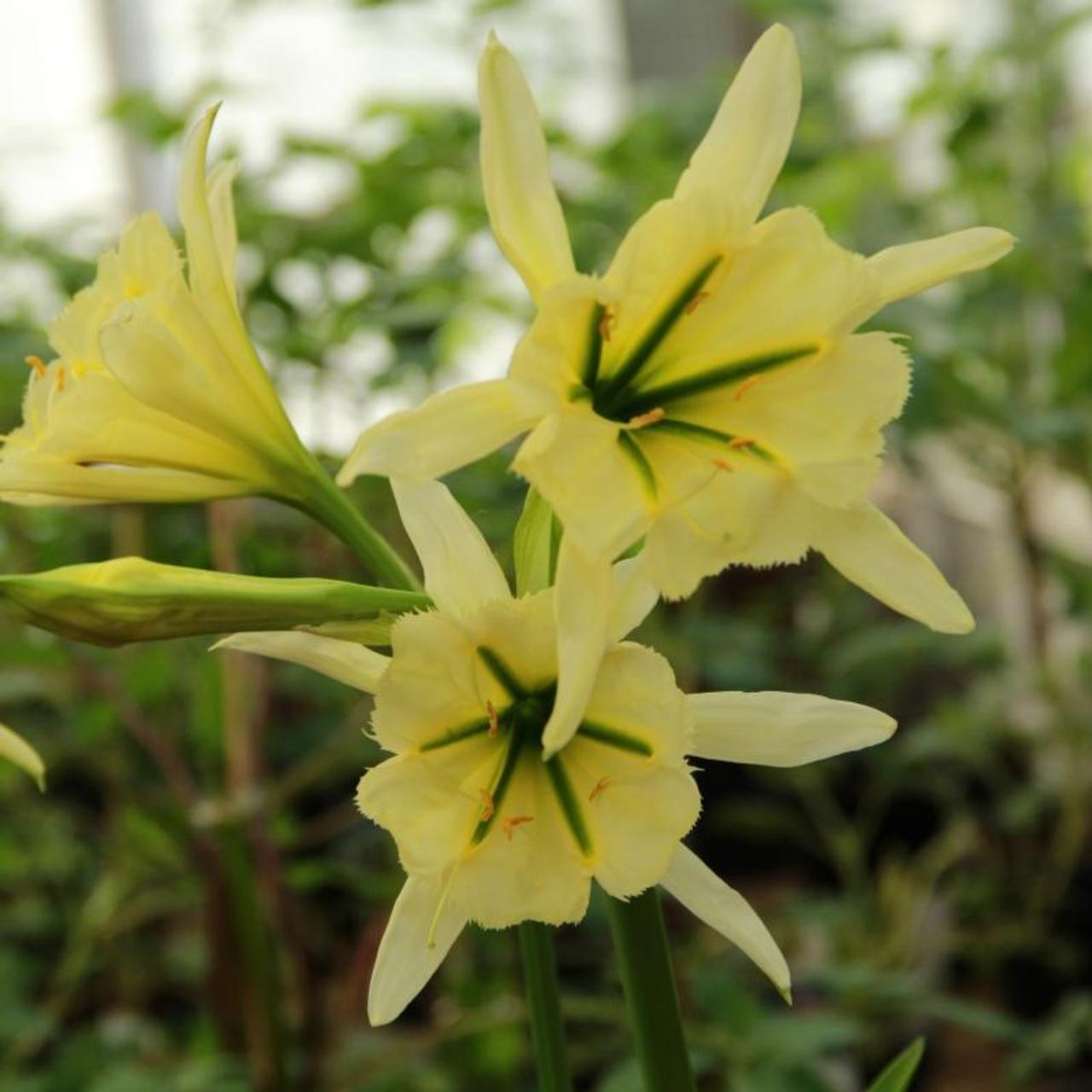 Hymenocallis 'Sulphur Queen' plant