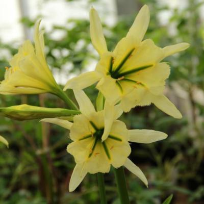 hymenocallis-sulphur-queen