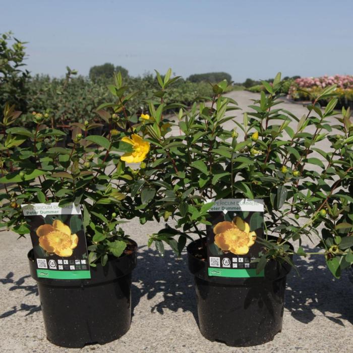 Hypericum dummeri 'Peter Dummer' plant