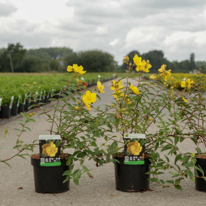 Hypericum dummeri 'Peter Dummer' plant