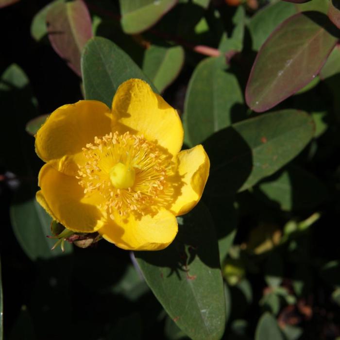 Hypericum dummeri 'Peter Dummer' plant