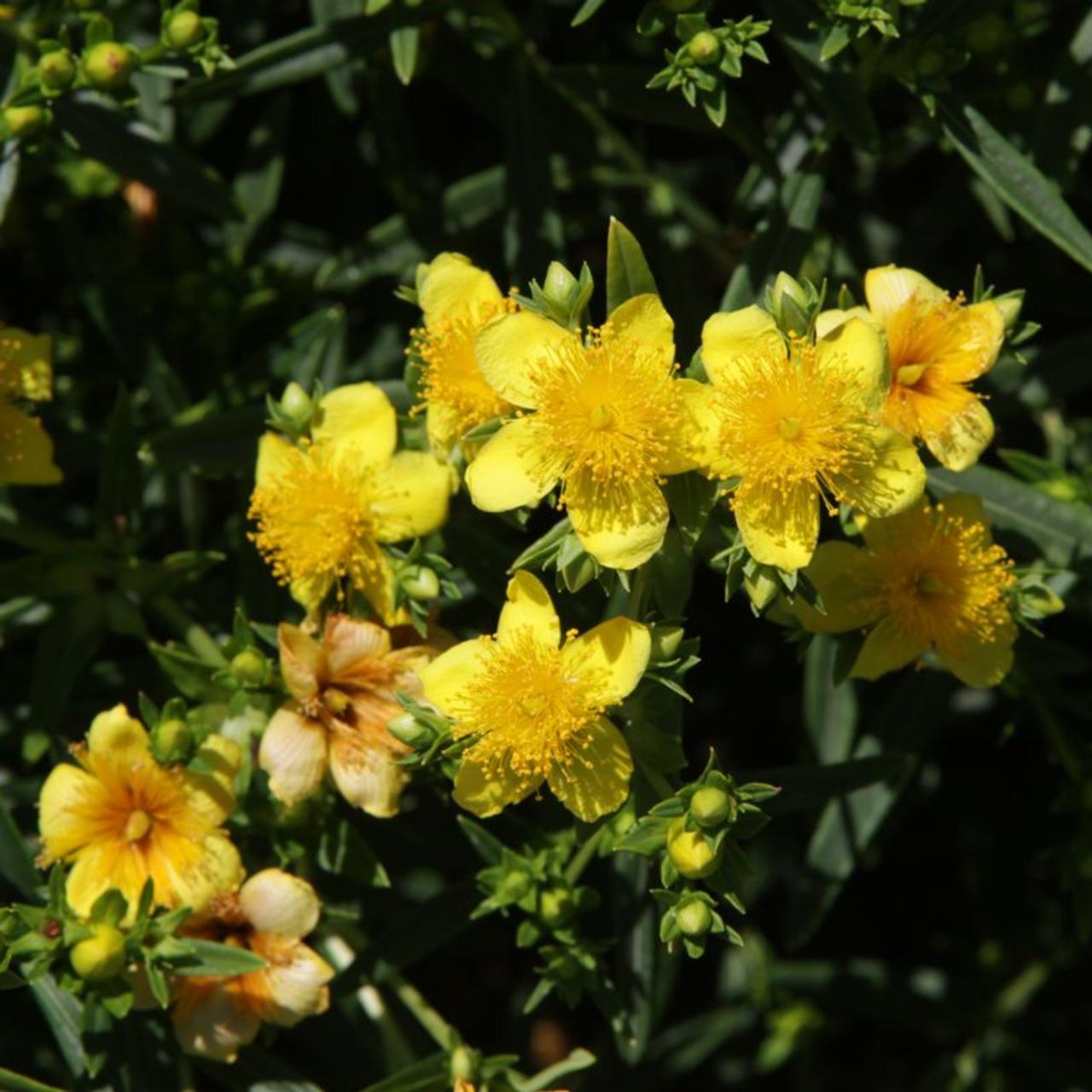 Hypericum 'Gemo' plant