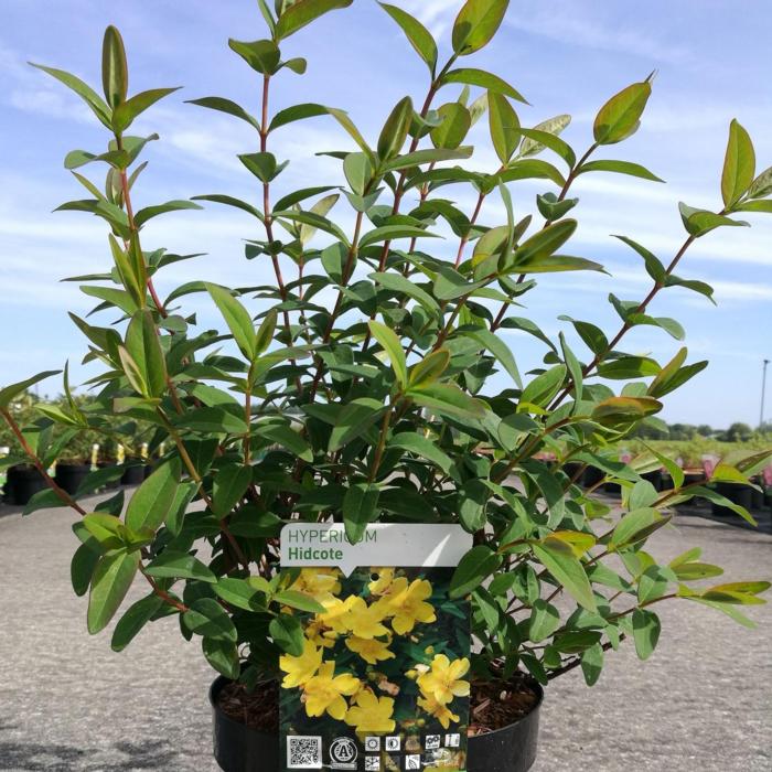 Hypericum 'Hidcote' plant