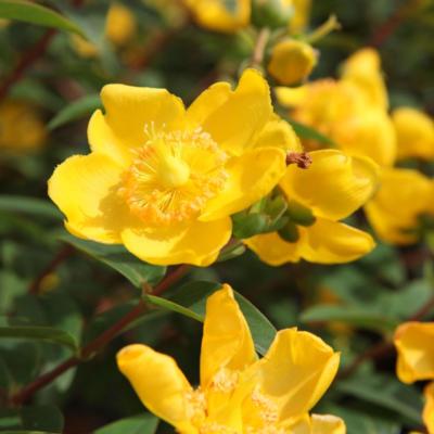 hypericum-hidcote