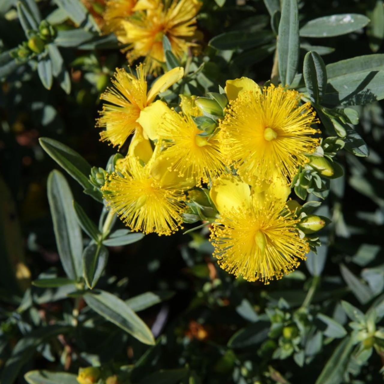 Hypericum kalmianum 'Blue Velvet' plant