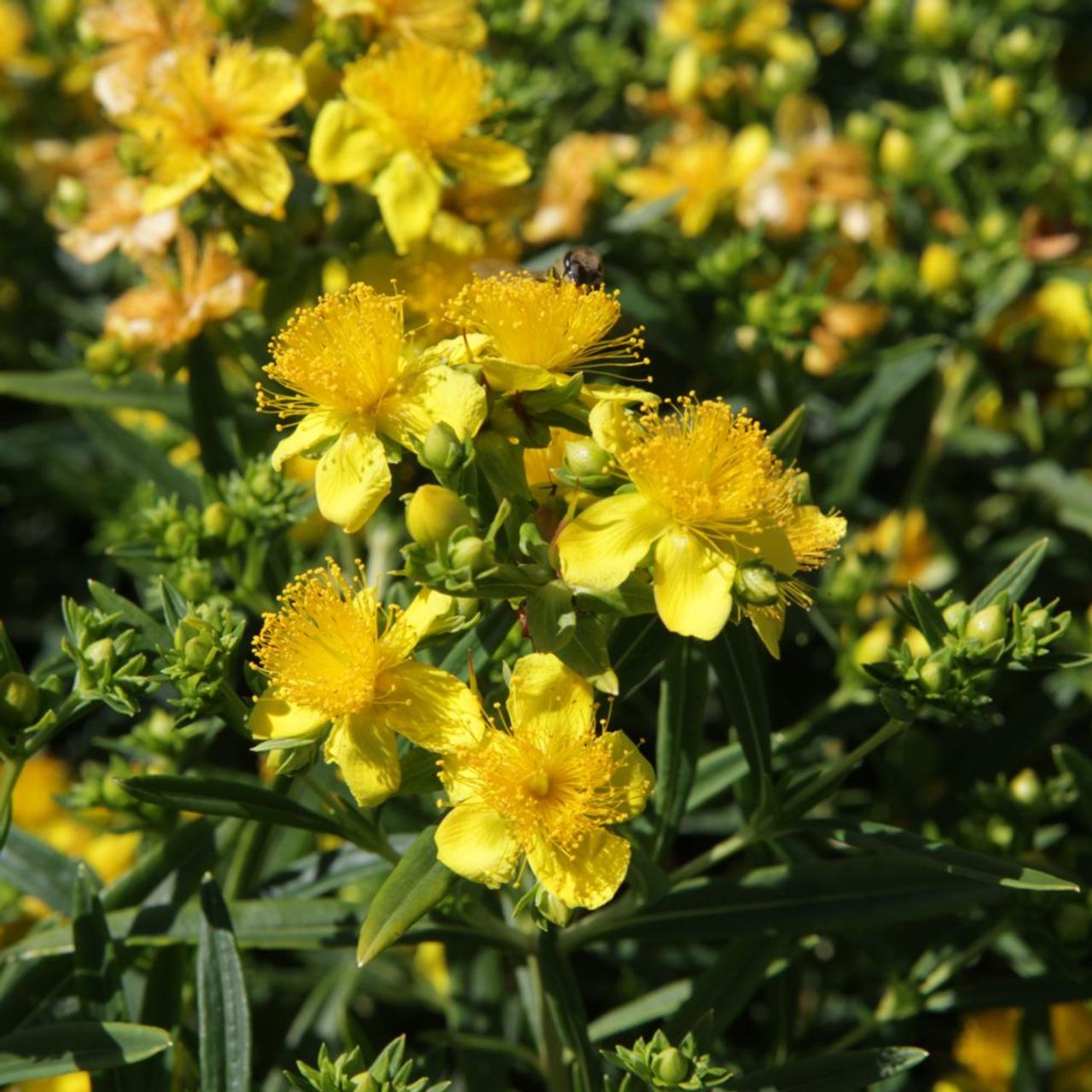 Hypericum kalmianum 'Sunny Boulevard' plant