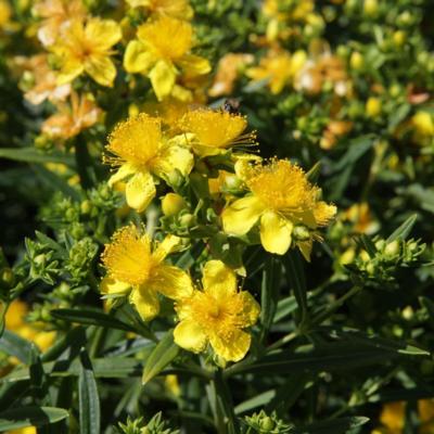 hypericum-kalmianum-sunny-boulevard