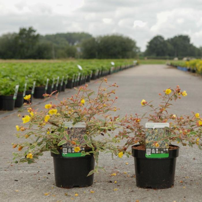 Hypericum moserianum 'Tricolor' plant