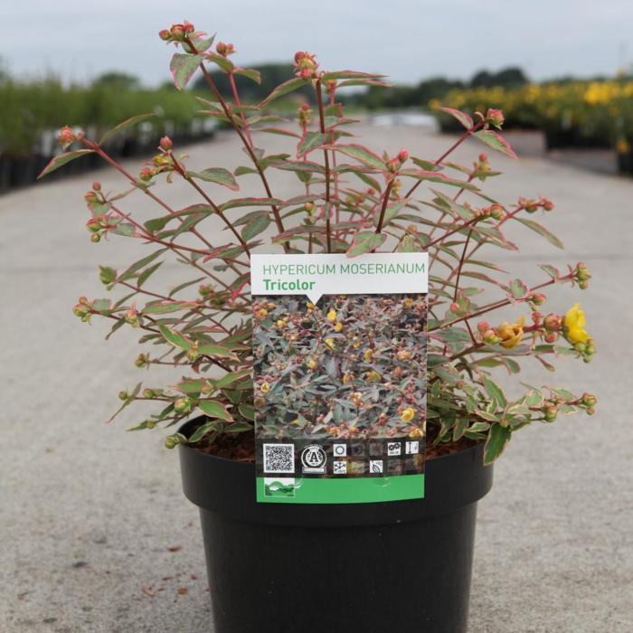 Hypericum moserianum 'Tricolor' plant