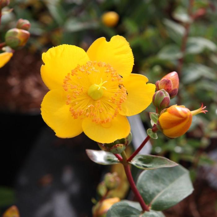 Hypericum moserianum 'Tricolor' plant