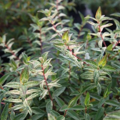 hypericum-radiance