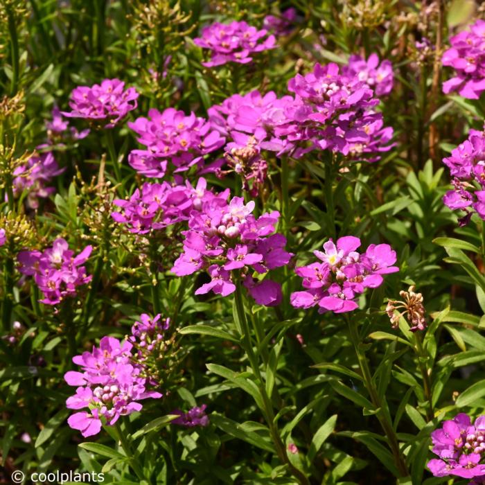 Iberis 'Absolutely Amethyst' plant