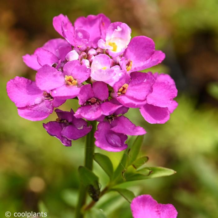 Iberis 'Absolutely Amethyst' plant