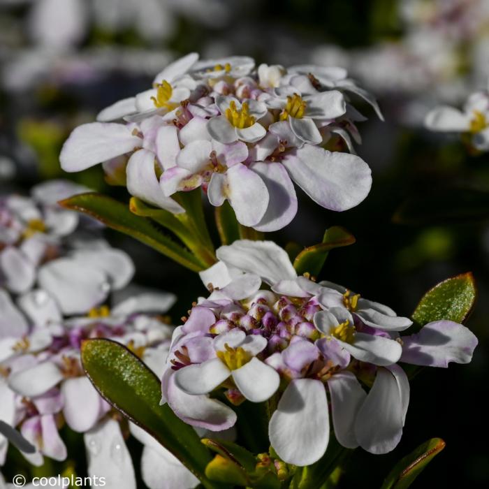 Iberis sempervirens 'Pink Ice' plant